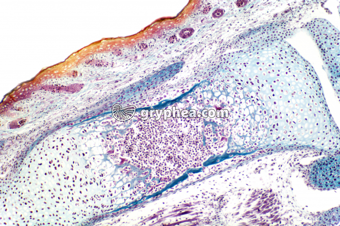Ossification os long x40 - gryphea.com